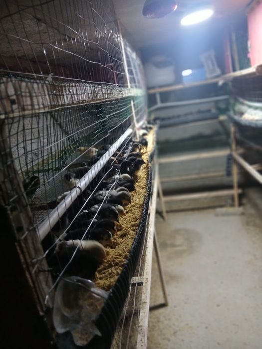 Бир хафталик юрт жужалари сотилади