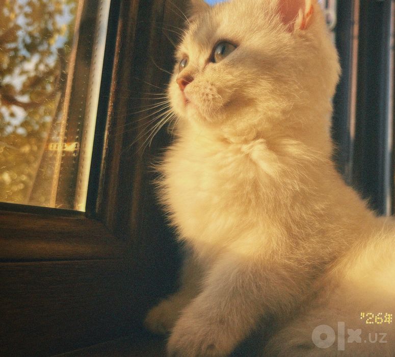 Кот, породистый, 4 месяца, Шеншилла
