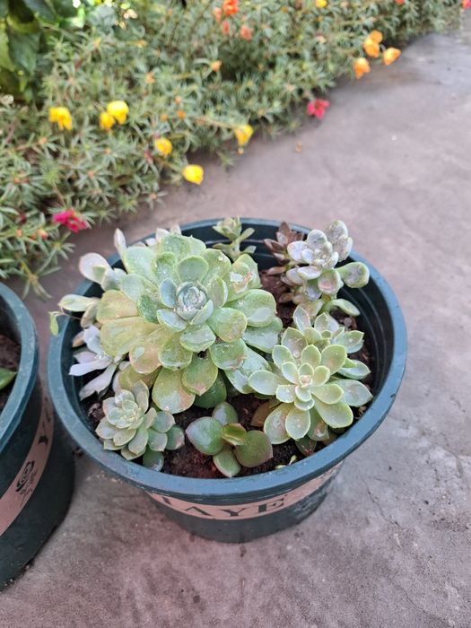 Каменные розы (суккуленты)