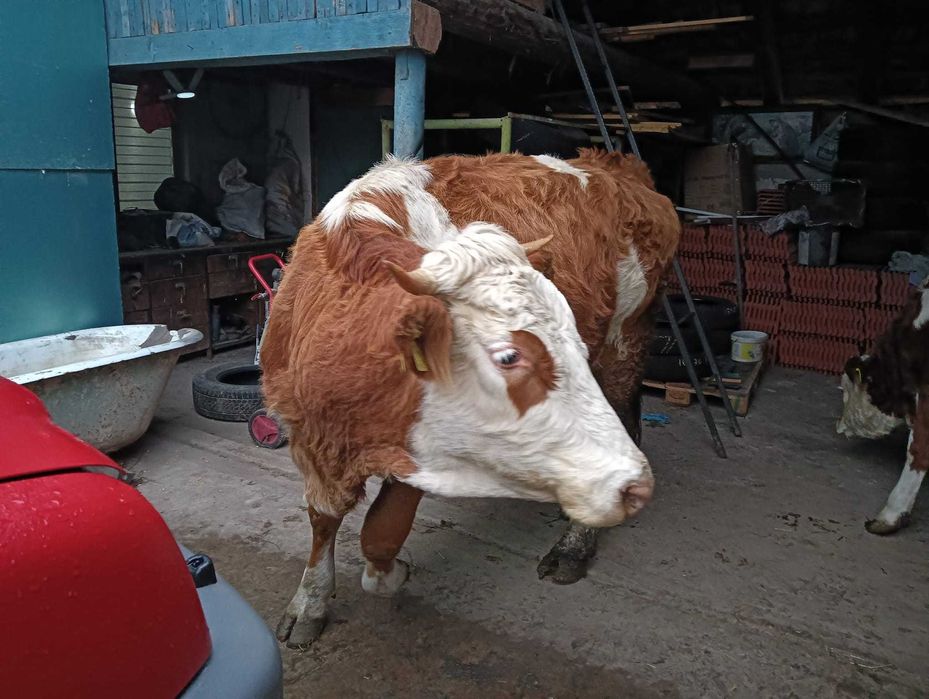 Vacã cu vitea de vînzare