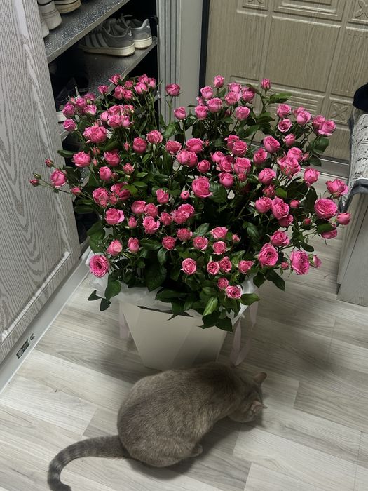 Продам Свежие цветы/