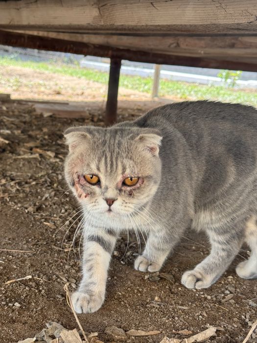 Кошка британский