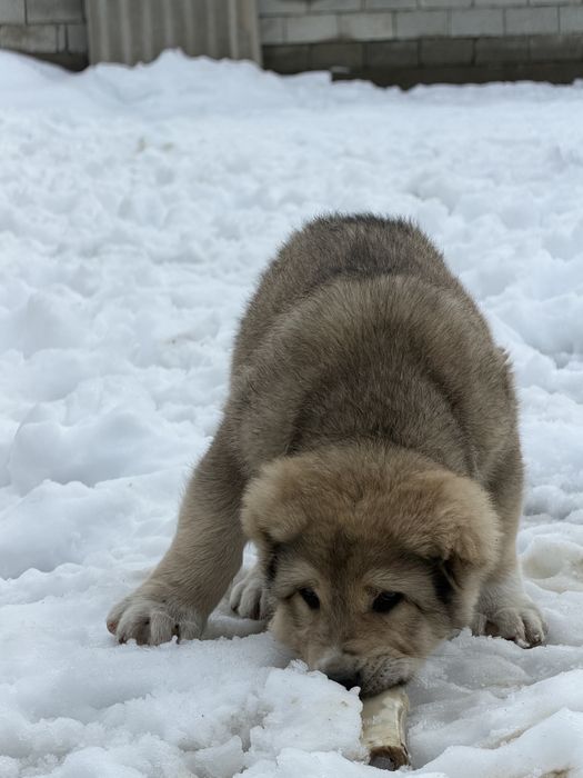 Шенок кобель хорошыйх кровей