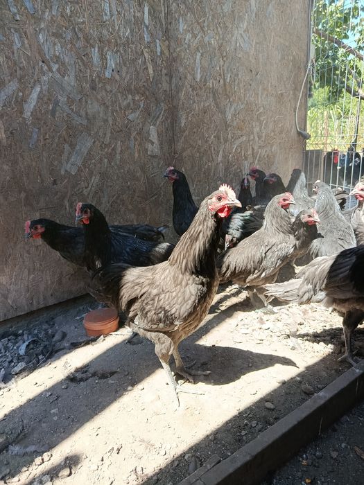 Cocosi tineri de Australorp