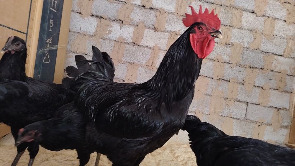 Кора шахзода 100% тозаси тухум ва жожа заказ оламиз