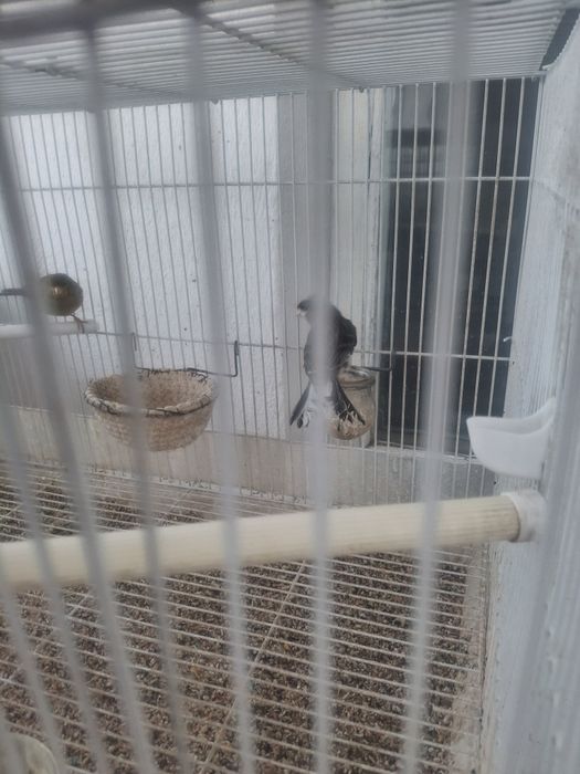 Продаются канарейки