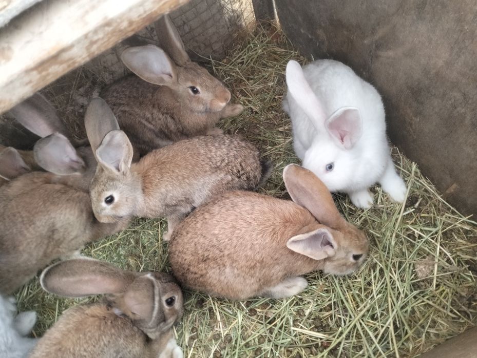 Продам кролика..