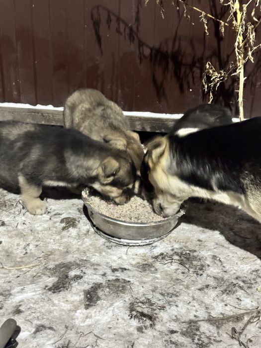 Привезу щенков в любой район города