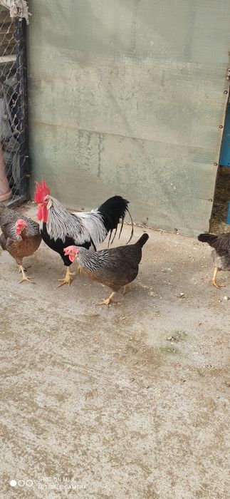 Cocos argintiu italian rasa ouătoare