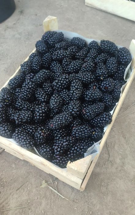 Малина, элитный сортлар Маравила,Полана, Полька,