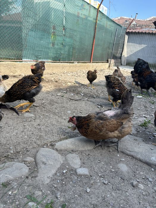 Gaini si cocosi araucana