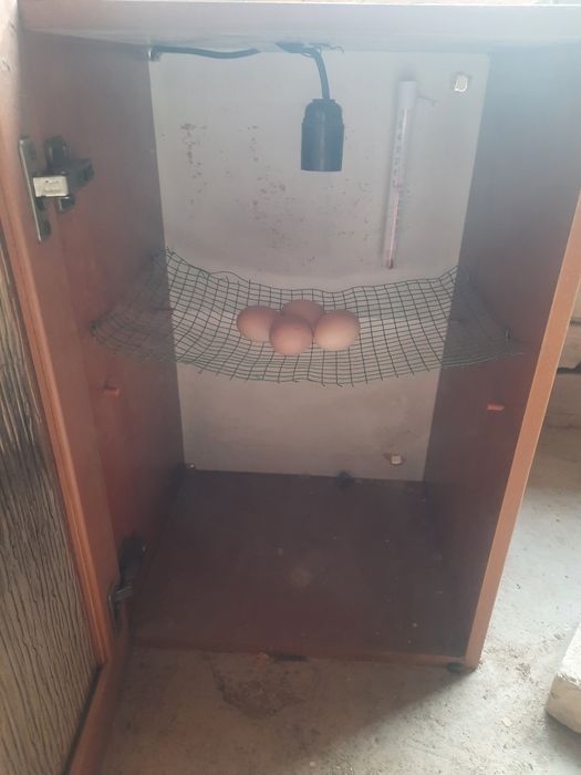 Inkubator sotiladi 300.000 ming