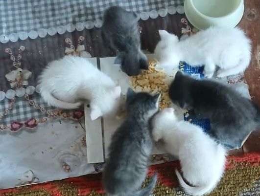 Скотш страйт хамда скотш фолд мушукчалар бор 2 ойлик