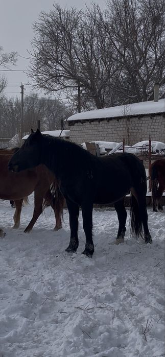 Новоалтайская жеребец