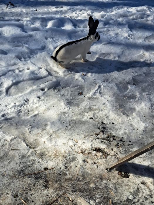 Vand Iepuri fluture german si urias german