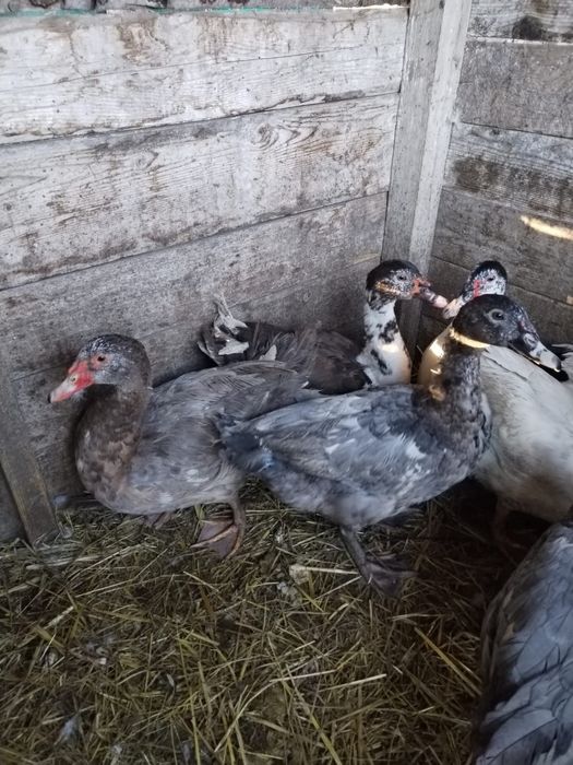 Rațe leșești ( mute)