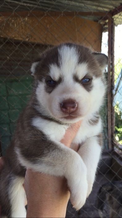 Шоколадный голубоглазый хасенок