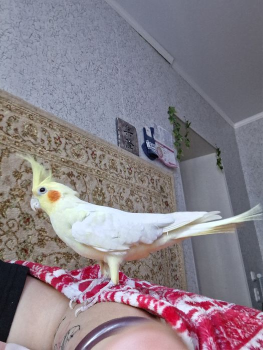 попугай корелла птица