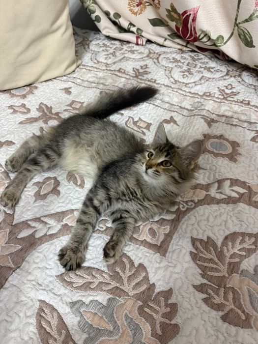 В добрые руки котенок