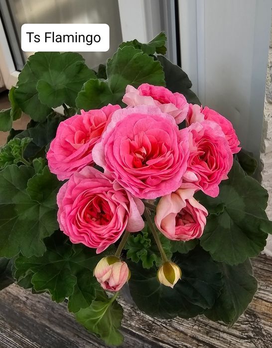 Продам укоренённые черенки пеларгонии