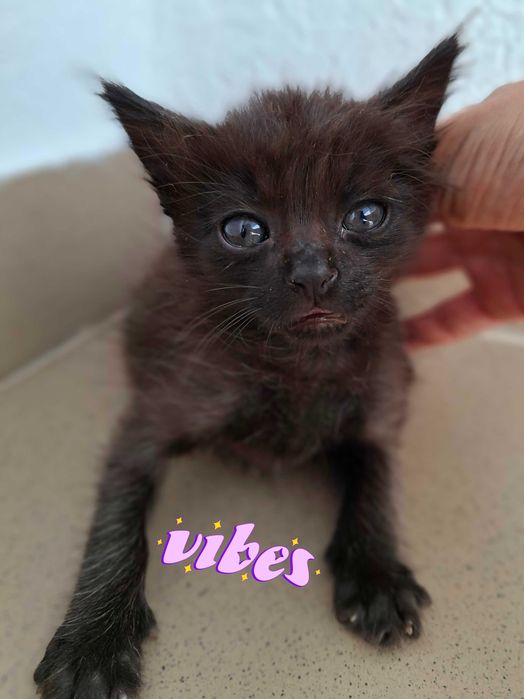 Adoptie pisica puibde pisica motanel Minisor