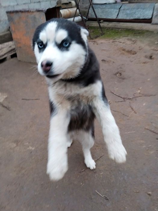 Хаски 4 айлық арыс