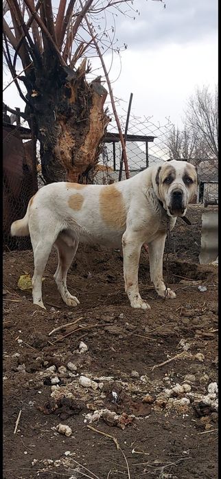 Продаются шенки алабая