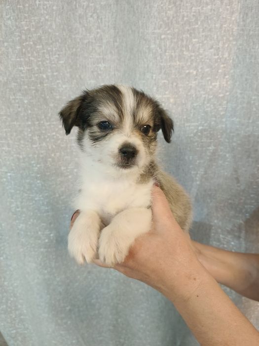 Щенки мелкой породы в дар