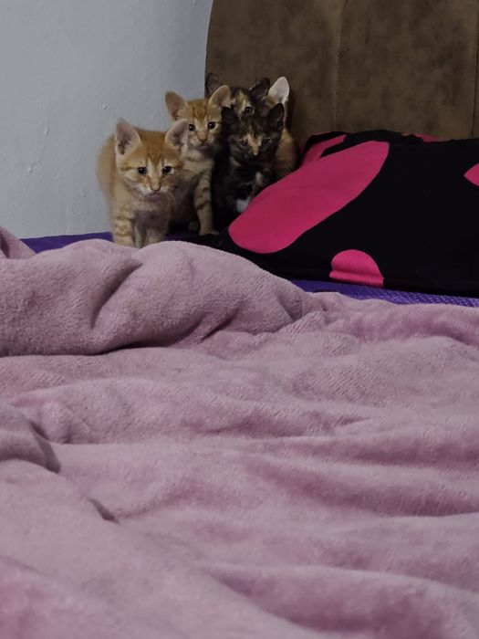 5 pisicuță isi cauta adapost