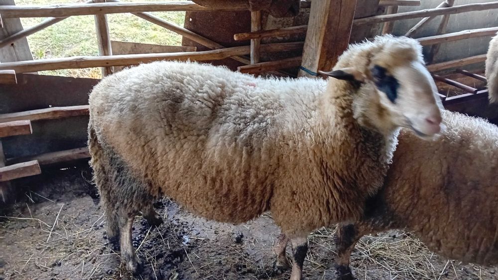 ПРОДАВАМ ОВЕН на 2 години