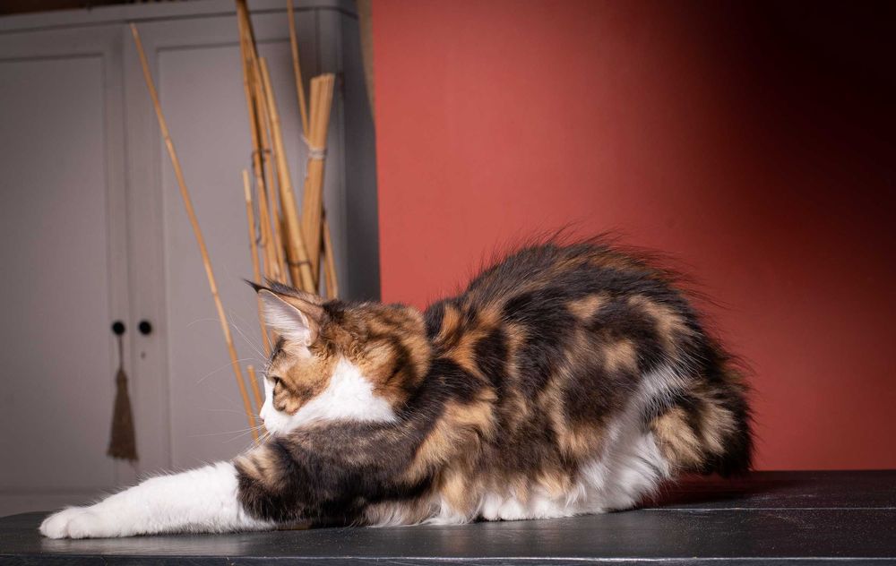 Роскошные котята мейн кун из питомника Mainemarie