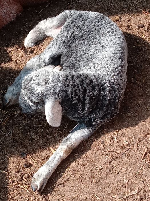 De vânzare5 mieluțe
