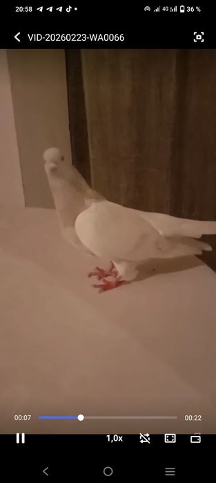 Голубка  Белый Тасман