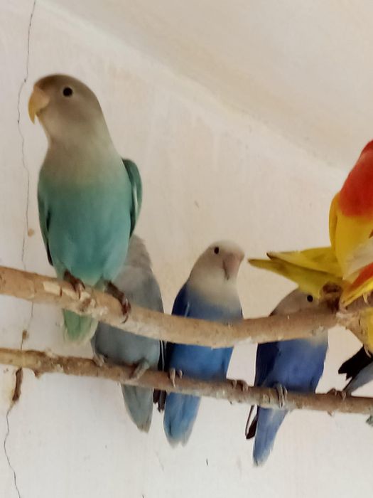 Papagali agapornis amorezi pui si adulti