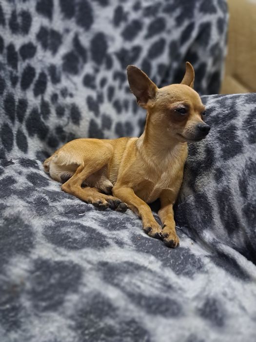 Вязка мини той терьера