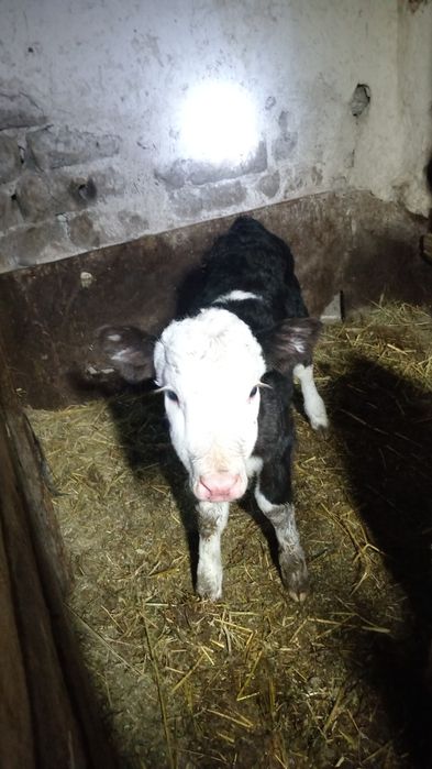 Телёнок тёлочка молочная