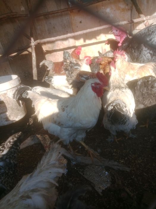 Продам петух продам