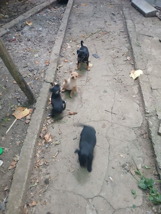 Пинчери на 60 дни