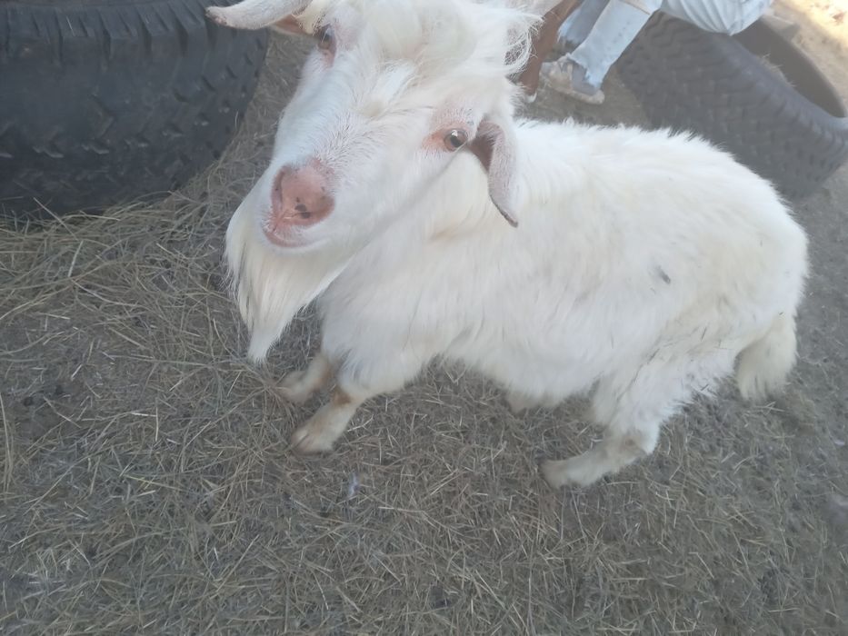 Козы козлята козел