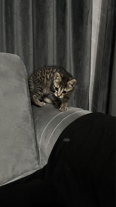 Домашний игривый котенок