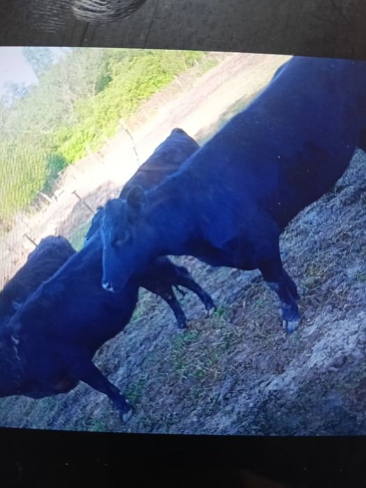 Vand vaci Angus 15 bucăți