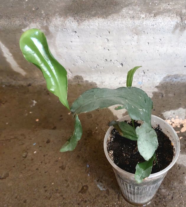 Продается эпифиллум лесной кактус