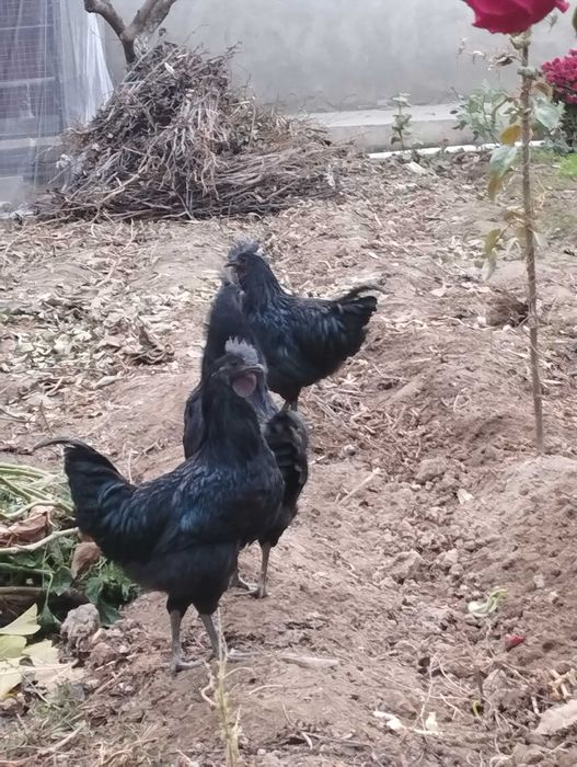 AYAM SEMANI zotli tovuqlar sotuvda