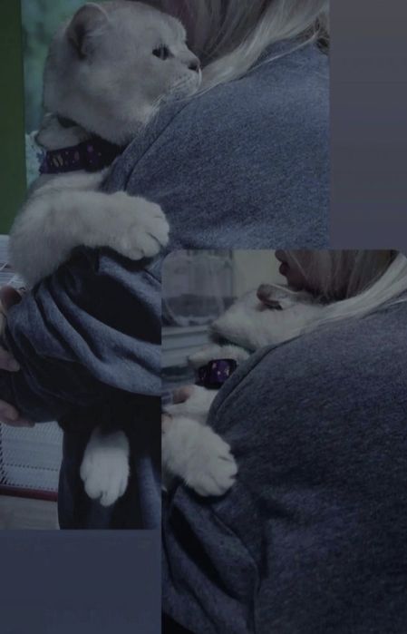 Вязка, кот с опытом , для вислоухих и прямоухих