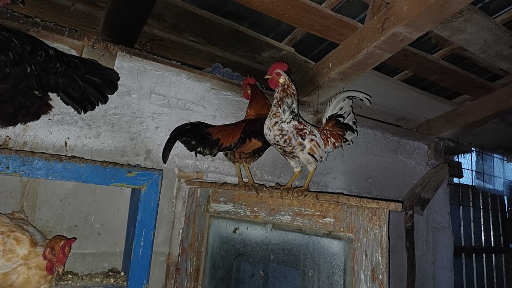 Cocoși rasa mică (americani)