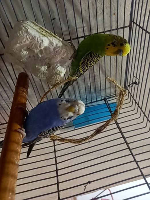 Срочно продам 2 папугая