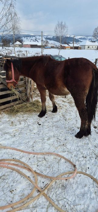 Mânz de un an jumate