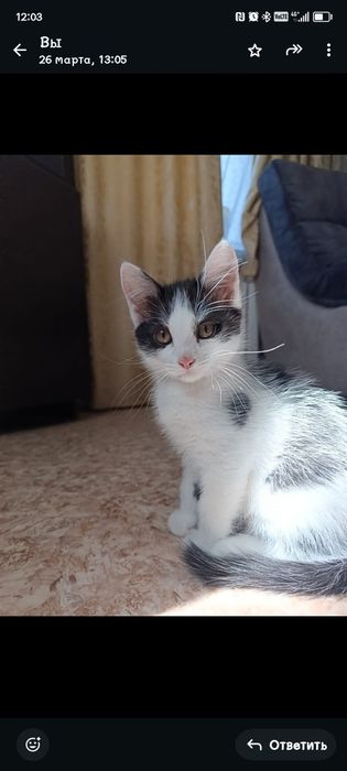 Отдам котят в хорошии руки