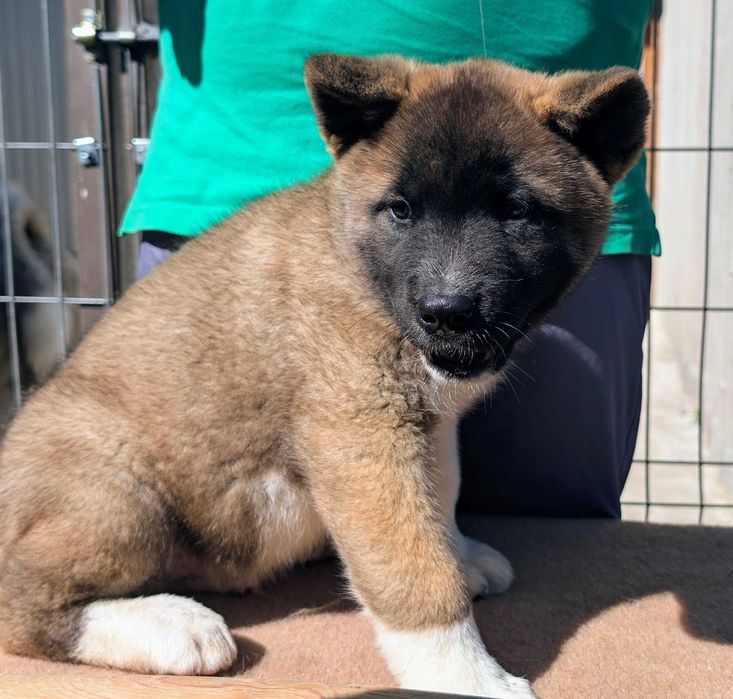 Mascul Akita American - linie de sânge PREMIUM - Maro deschis