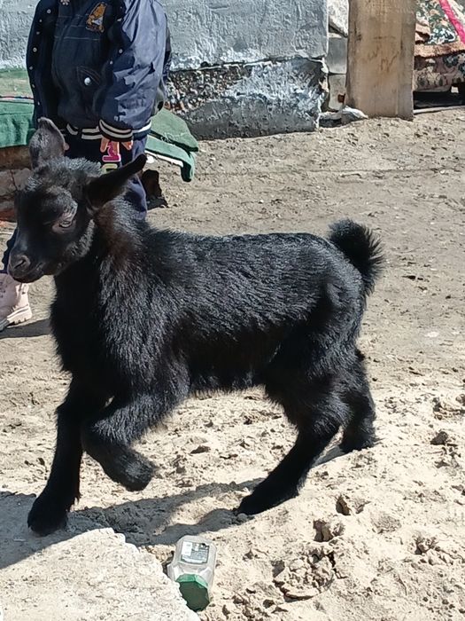 Парода альпийски